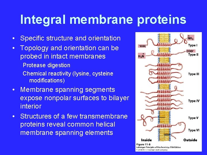 Integral membrane proteins • Specific structure and orientation • Topology and orientation can be