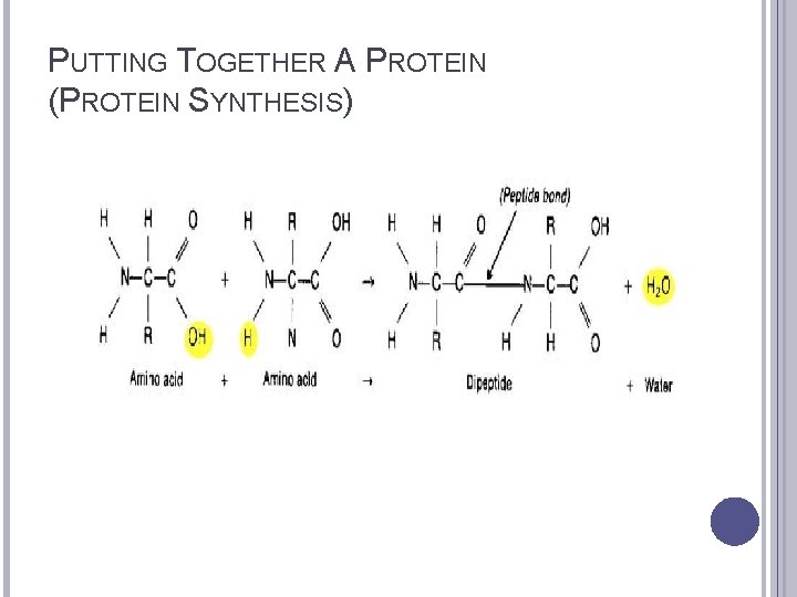 PUTTING TOGETHER A PROTEIN (PROTEIN SYNTHESIS) 