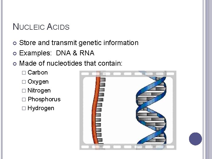 NUCLEIC ACIDS Store and transmit genetic information Examples: DNA & RNA Made of nucleotides