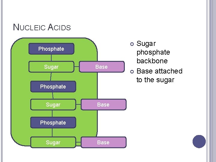 NUCLEIC ACIDS Phosphate Sugar Base Phosphate Sugar phosphate backbone Base attached to the sugar