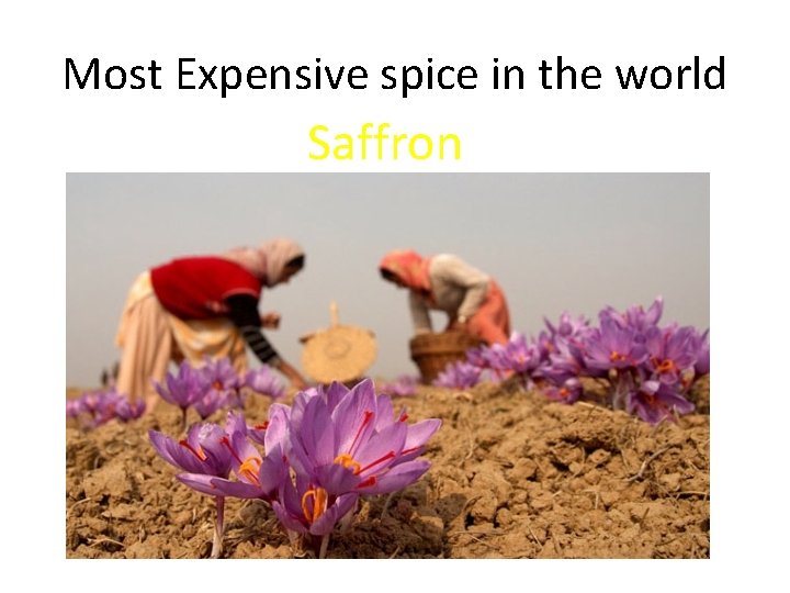 Most Expensive spice in the world Saffron 