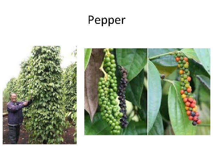 Pepper 