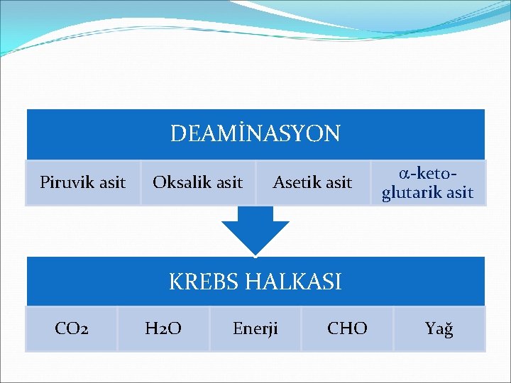 DEAMİNASYON Piruvik asit Oksalik asit Asetik asit -ketoglutarik asit KREBS HALKASI CO 2 H
