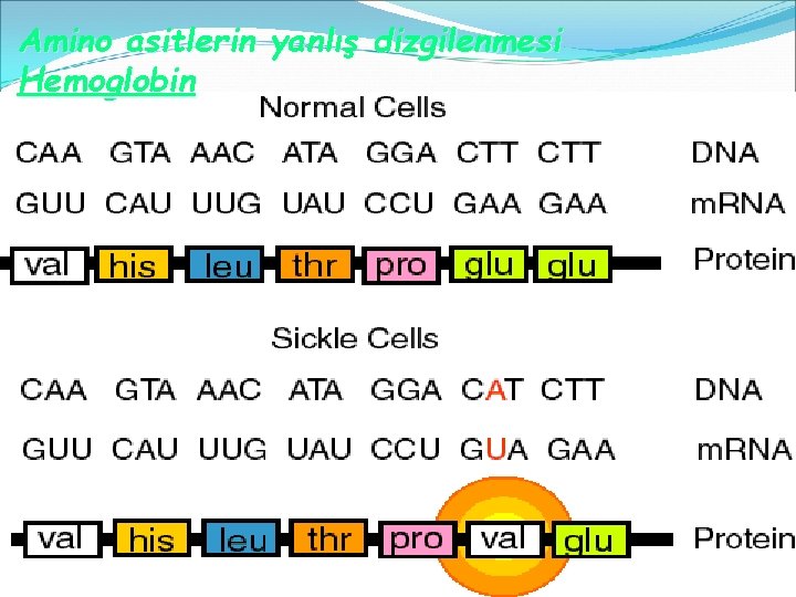 Amino asitlerin yanlış dizgilenmesi Hemoglobin 