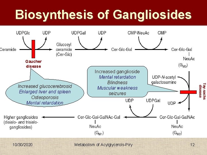 Biosynthesis of Gangliosides Gaucher disease 10/30/2020 Metabolism of Acylglycerols-Piry Tay-sachs disease Increased glucocerebrosid Enlarged