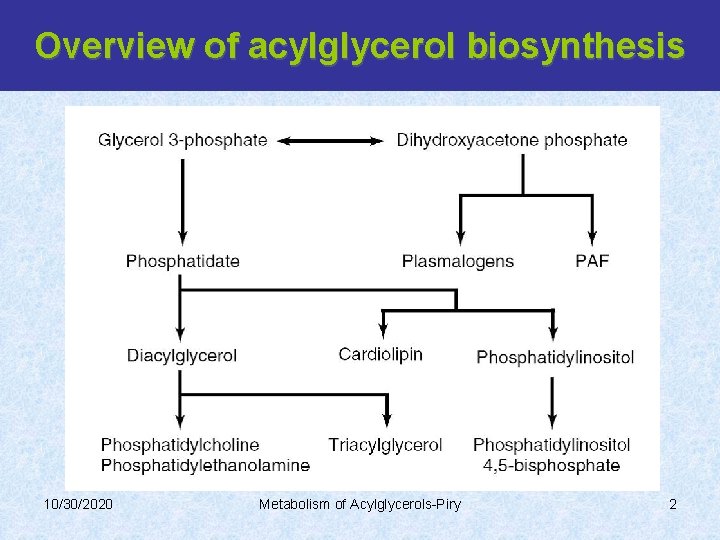 Overview of acylglycerol biosynthesis 10/30/2020 Metabolism of Acylglycerols-Piry 2 