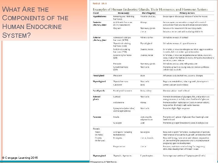 WHAT ARE THE COMPONENTS OF THE HUMAN ENDOCRINE SYSTEM? © Cengage Learning 2015 