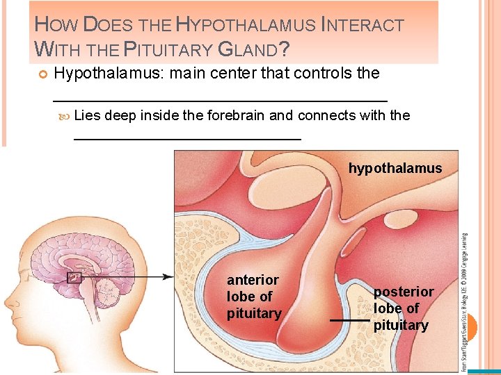 HOW DOES THE HYPOTHALAMUS INTERACT WITH THE PITUITARY GLAND? Hypothalamus: main center that controls