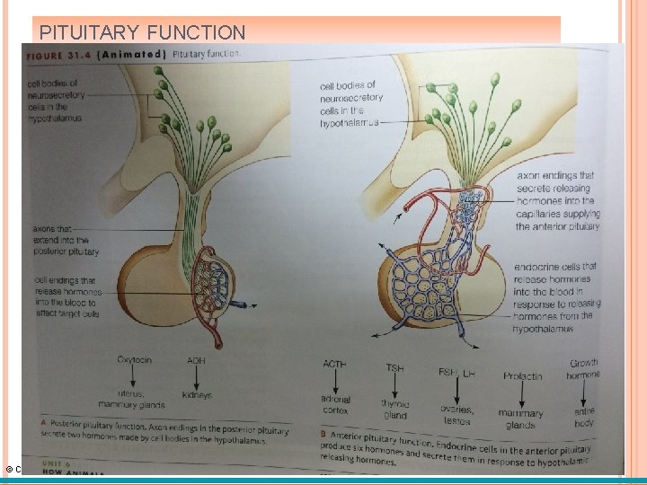 PITUITARY FUNCTION © Cengage Learning 2015 