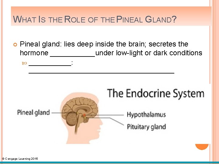 WHAT IS THE ROLE OF THE PINEAL GLAND? Pineal gland: lies deep inside the