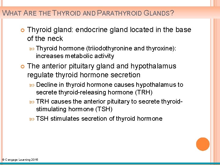 WHAT ARE THYROID AND PARATHYROID GLANDS? Thyroid gland: endocrine gland located in the base