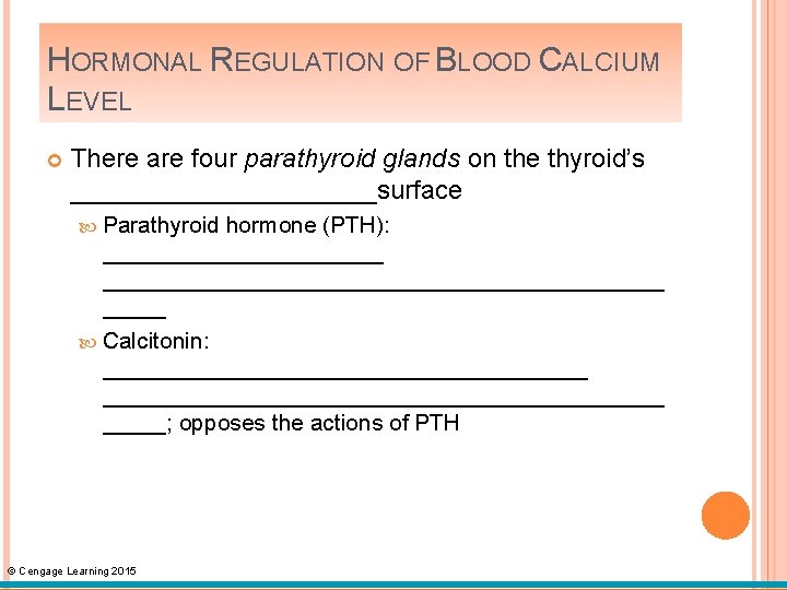 HORMONAL REGULATION OF BLOOD CALCIUM LEVEL There are four parathyroid glands on the thyroid’s