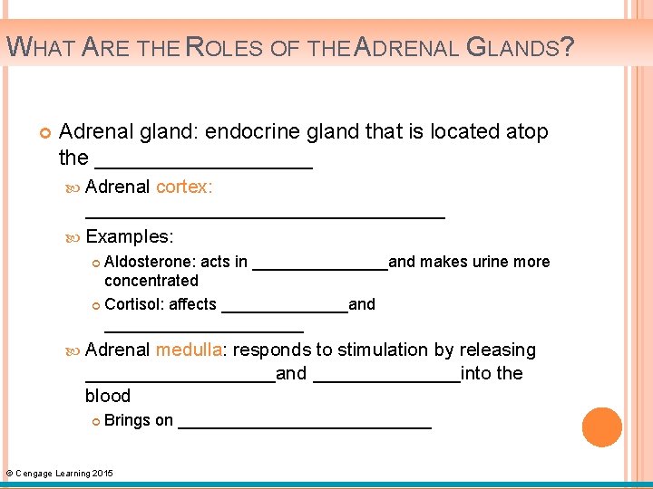 WHAT ARE THE ROLES OF THE ADRENAL GLANDS? Adrenal gland: endocrine gland that is