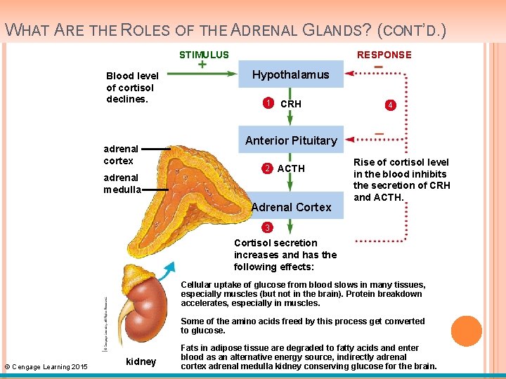 WHAT ARE THE ROLES OF THE ADRENAL GLANDS? (CONT’D. ) STIMULUS Blood level of