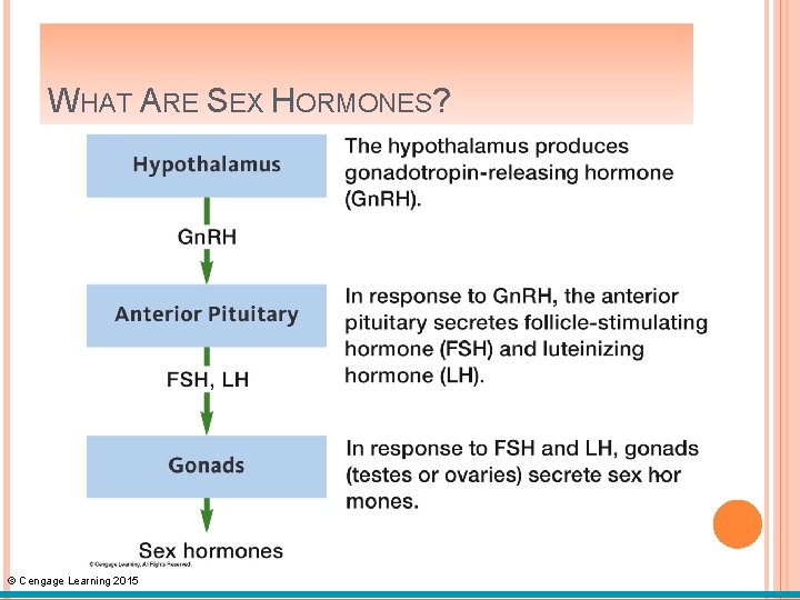 WHAT ARE SEX HORMONES? © Cengage Learning 2015 
