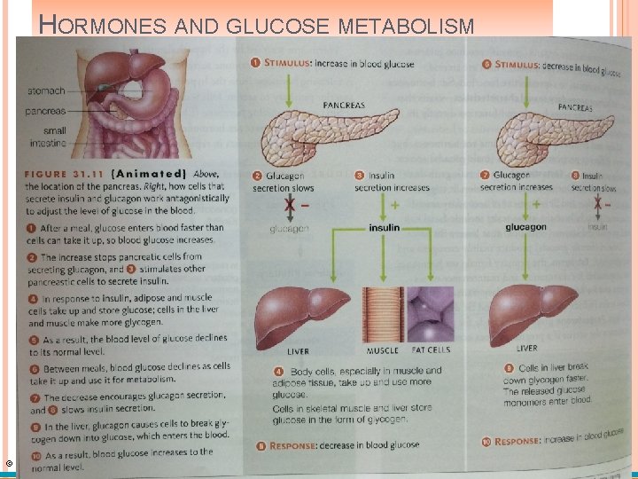 HORMONES AND GLUCOSE METABOLISM © Cengage Learning 2015 