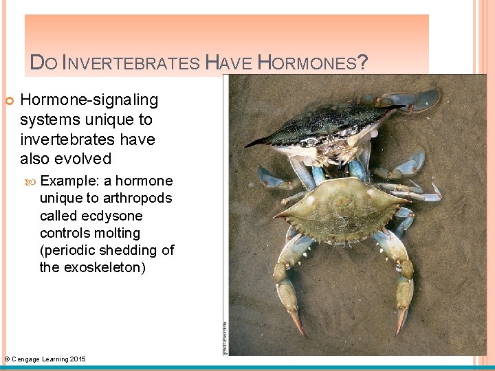 DO INVERTEBRATES HAVE HORMONES? Hormone-signaling systems unique to invertebrates have also evolved Example: a