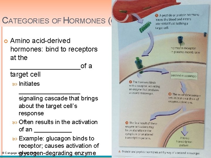 CATEGORIES OF HORMONES (CONT’D. ) Amino acid-derived hormones: bind to receptors at the _________of