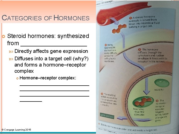 CATEGORIES OF HORMONES Steroid hormones: synthesized from __________ Directly affects gene expression Diffuses into