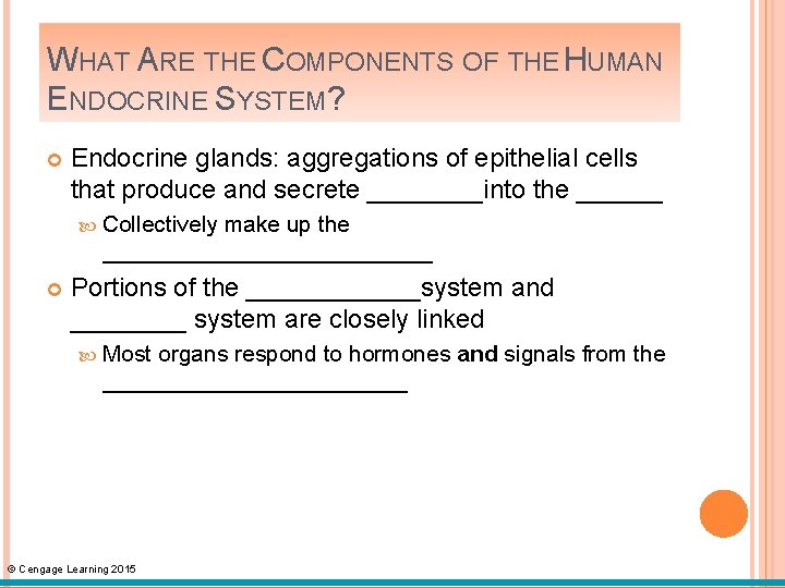 WHAT ARE THE COMPONENTS OF THE HUMAN ENDOCRINE SYSTEM? Endocrine glands: aggregations of epithelial