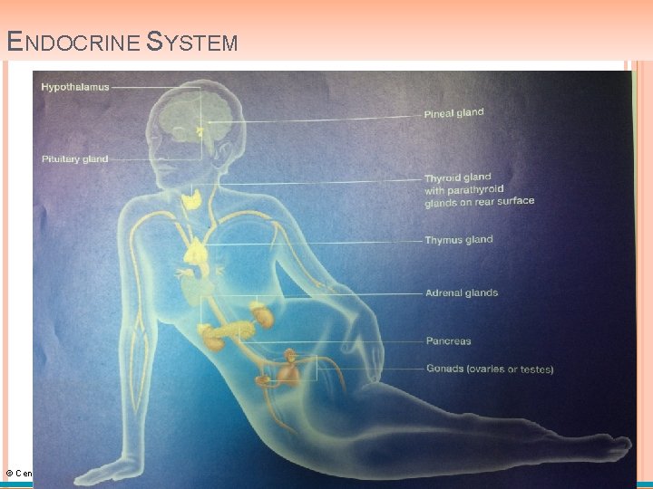 ENDOCRINE SYSTEM © Cengage Learning 2015 