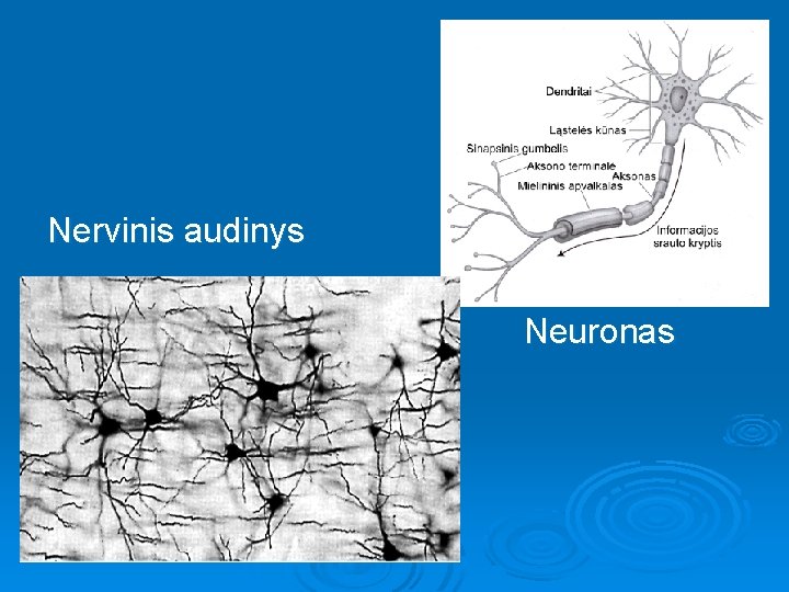 Nervinis audinys Neuronas 