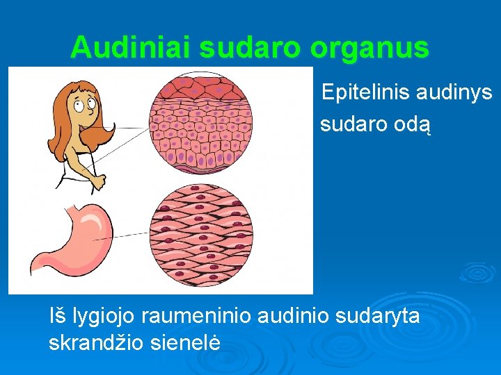 Audiniai sudaro organus Epitelinis audinys sudaro odą Iš lygiojo raumeninio audinio sudaryta skrandžio sienelė