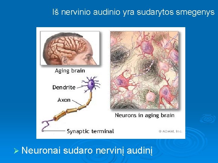 Iš nervinio audinio yra sudarytos smegenys Ø Neuronai sudaro nervinį audinį 