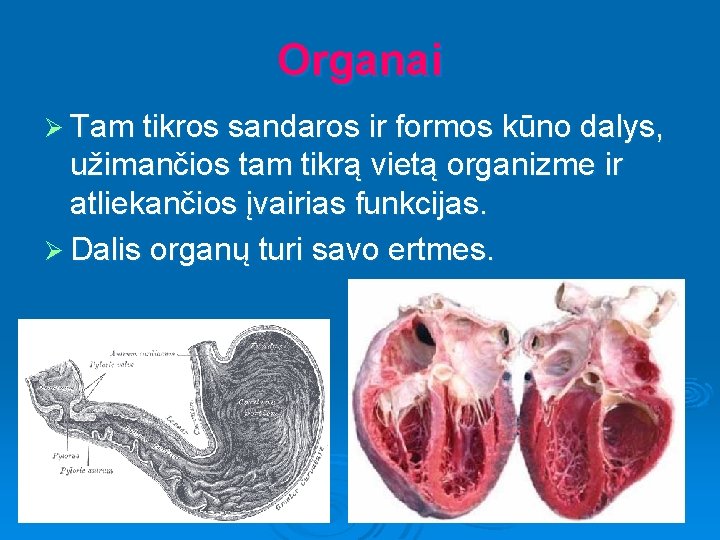 Organai Ø Tam tikros sandaros ir formos kūno dalys, užimančios tam tikrą vietą organizme