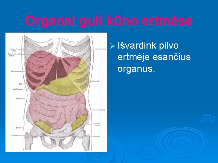 Organai guli kūno ertmėse Ø Išvardink pilvo ertmėje esančius organus. 