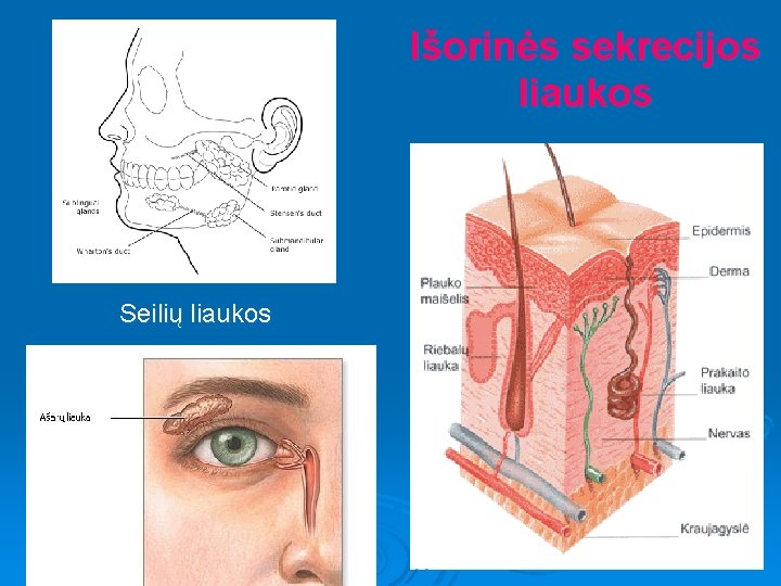 Išorinės sekrecijos liaukos Seilių liaukos 