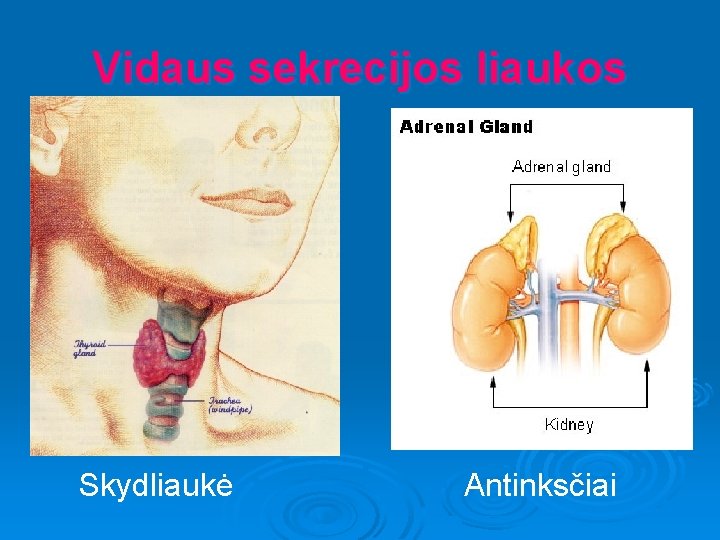 Vidaus sekrecijos liaukos Skydliaukė Antinksčiai 