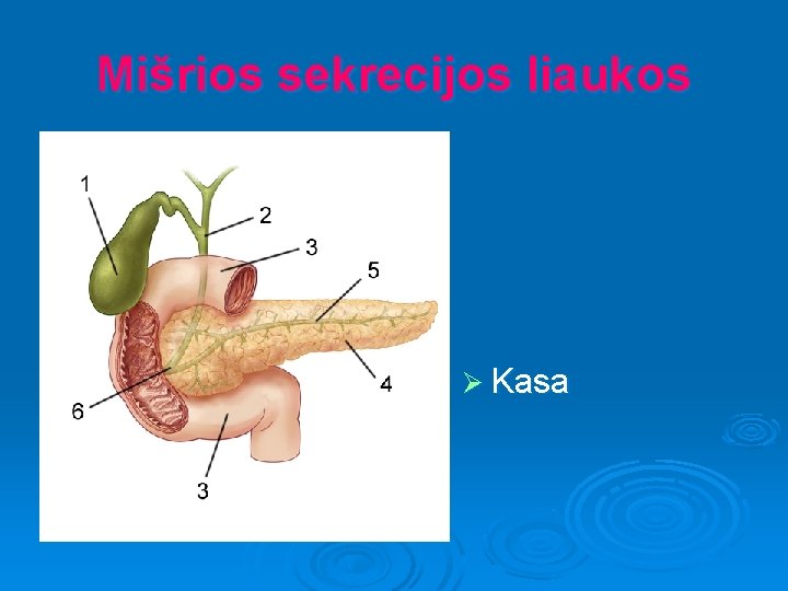 Mišrios sekrecijos liaukos Ø Kasa 