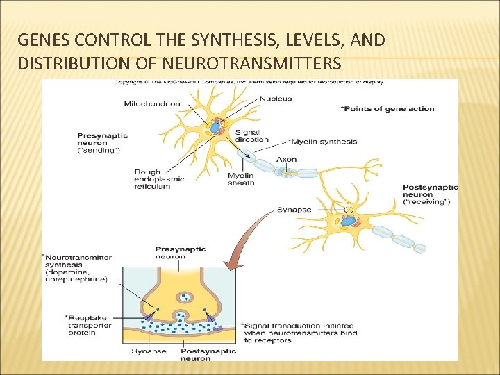 GENES CONTROL THE SYNTHESIS, LEVELS, AND DISTRIBUTION OF NEUROTRANSMITTERS Figure 8. 1 