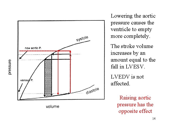 Lowering the aortic pressure causes the ventricle to empty more completely. The stroke volume