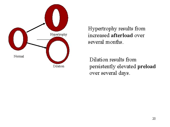 Hypertrophy Normal Dilation Hypertrophy results from increased afterload over several months. Dilation results from
