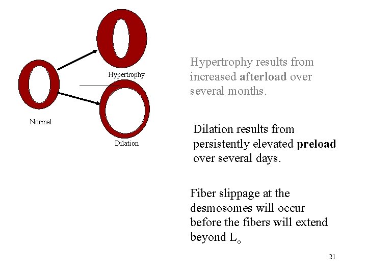 Hypertrophy Normal Dilation Hypertrophy results from increased afterload over several months. Dilation results from