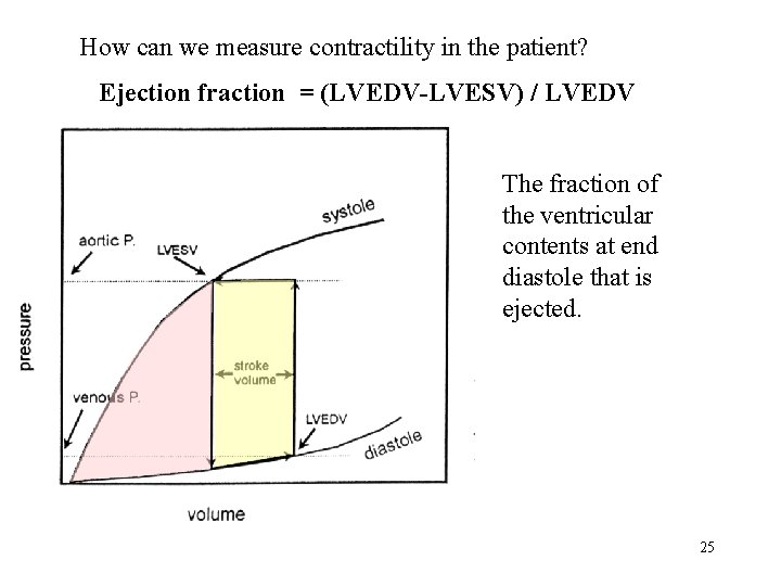 How can we measure contractility in the patient? Ejection fraction = (LVEDV-LVESV) /