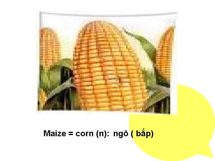 Maize = corn (n): ngô ( bắp) 