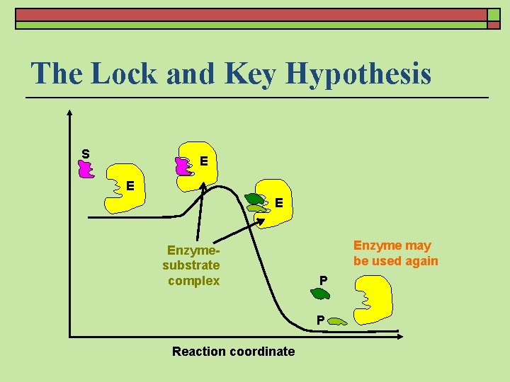 The Lock and Key Hypothesis S E Enzymesubstrate complex Enzyme may be used again