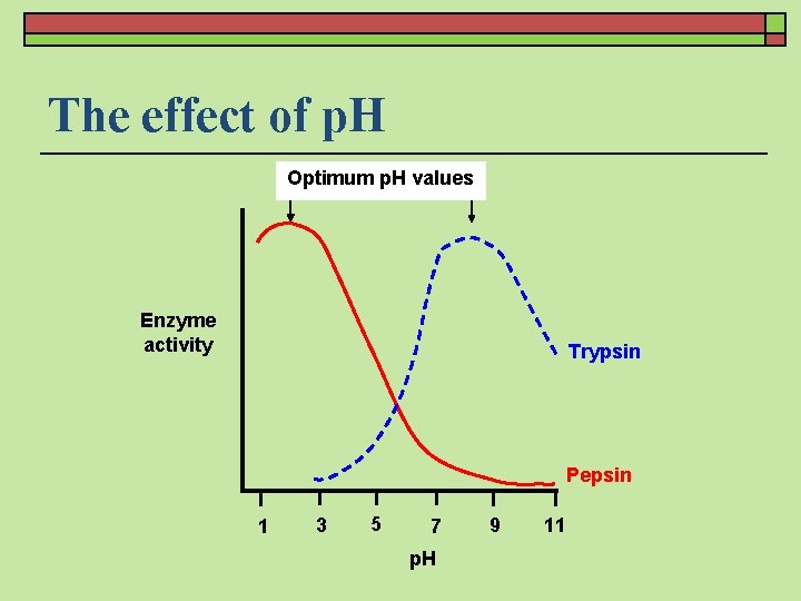 The effect of p. H Optimum p. H values Enzyme activity Trypsin Pepsin 1