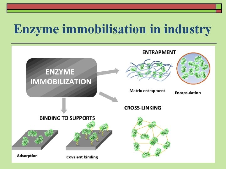 Enzyme immobilisation in industry 