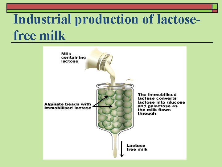 Industrial production of lactosefree milk 