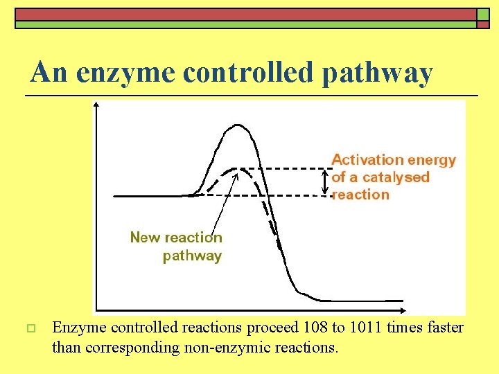 An enzyme controlled pathway o Enzyme controlled reactions proceed 108 to 1011 times faster