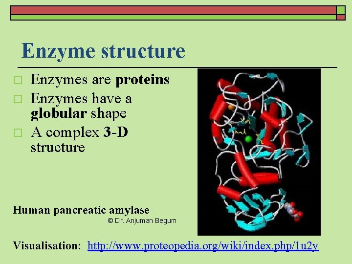 Enzyme structure o o o Enzymes are proteins Enzymes have a globular shape A