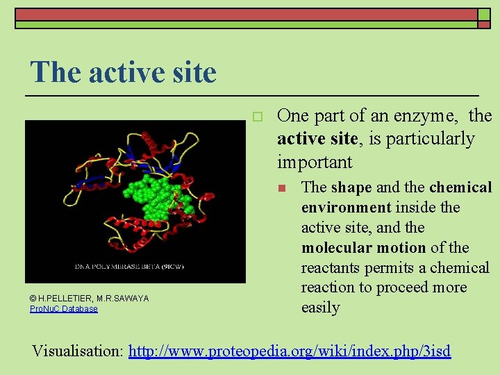 The active site o One part of an enzyme, the active site, is particularly