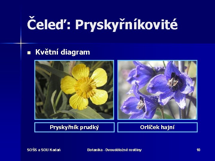 Čeleď: Pryskyřníkovité n Květní diagram Pryskyřník prudký SOŠS a SOU Kadaň Orlíček hajní Botanika