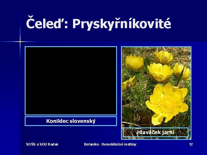 Čeleď: Pryskyřníkovité Koniklec slovenský Hlaváček jarní SOŠS a SOU Kadaň Botanika - Dvouděložné rostliny