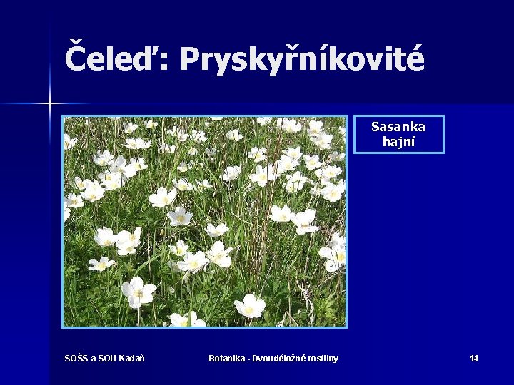 Čeleď: Pryskyřníkovité Sasanka hajní SOŠS a SOU Kadaň Botanika - Dvouděložné rostliny 14 