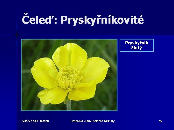 Čeleď: Pryskyřníkovité Pryskyřník žlutý SOŠS a SOU Kadaň Botanika - Dvouděložné rostliny 15 